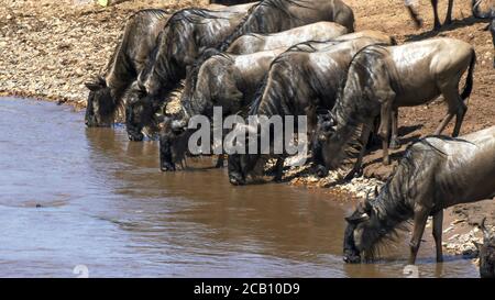 primo piano di wildebeest bere dal fiume mara Foto Stock