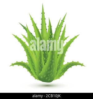Aloe vera con gocce d'acqua isolate su sfondo bianco. Illustrazione vettoriale. Illustrazione Vettoriale