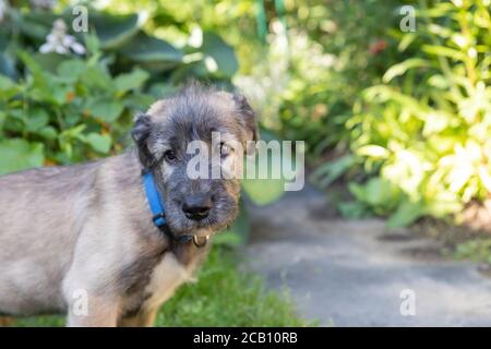 Un bel due mesi-vecchio beige grigio irlandese wolfhound in testa in un giardino.Irlandese Wolfhound cucciolo riposando in natura. Sunny Weather.Portrait cane divertente Foto Stock