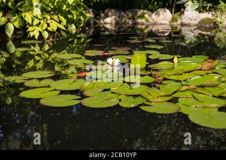 Modello di loto in laghetto verde. loto bianco, giglio d'acqua in superficie, foglia verde in giardino botanico, flora estiva con piante galleggianti, fiore tropicale Foto Stock
