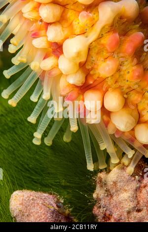 Uno sguardo ravvicinato ai piedi della metropolitana di una stella marina verdina, Echinaster callosus, Yap, Micronesia. Foto Stock