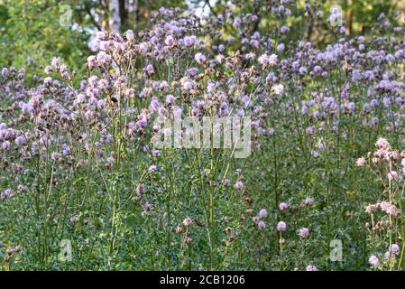Arvense Cirsium, campo Thistle fiori soffici in prato closeup fuoco selettivo Foto Stock