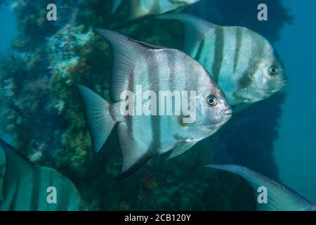 Lo spiedo Atlantico, Chaetodipterus faber, sono comuni in Florida e nelle Bahamas. Foto Stock