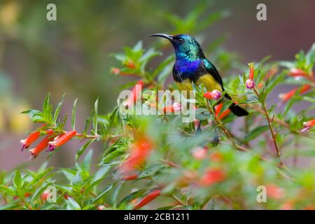 Un maschio, Sunbird variabile, Cinnyris venustus a in giardino, Karen, Nairobi, Kenya. 25 Apr 2020 Foto Stock