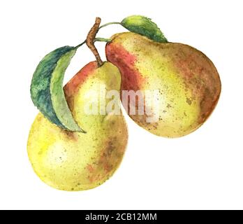 Acquerello pera ramo vintage illustrazione acquerello Foto Stock