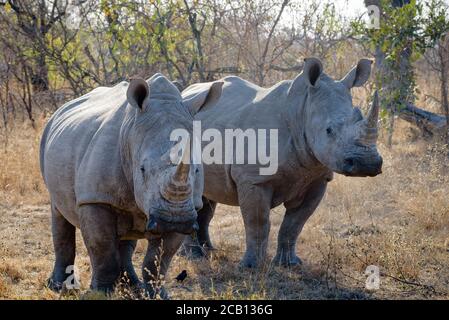 Bianco Rhino primo piano immagine ritratto di due cornuti lunghi rhinoceros con ampio coperchio che si erge a guardare intorno Foto Stock