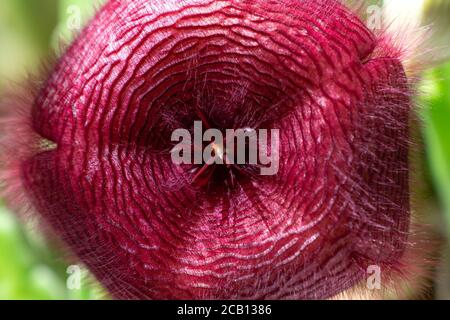 Stapelia nobilis fiore, primo piano Foto Stock