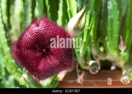 Stapelia nobilis fiore, primo piano Foto Stock