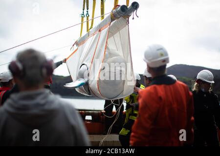 Il team del Sea Life Trust sposta il piccolo grigio delle balene di Beluga da un rimorchiatore durante il trasferimento alla piscina per la cura della baia, dove saranno acclimatati all'ambiente naturale della loro nuova casa presso il santuario di acqua aperta nella baia di Klettsvik in Islanda. Le due balene di Beluga, denominate Little Grey e Little White, sono state spostate nel primo santuario di balene all'aperto del mondo dopo essere state trasferite da un acquario in Cina a 6,000 miglia di distanza nel giugno 2019. Foto Stock