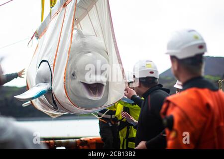 Il team del Sea Life Trust sposta il piccolo grigio delle balene di Beluga da un rimorchiatore durante il trasferimento alla piscina per la cura della baia, dove saranno acclimatati all'ambiente naturale della loro nuova casa presso il santuario di acqua aperta nella baia di Klettsvik in Islanda. Le due balene di Beluga, denominate Little Grey e Little White, sono state spostate nel primo santuario di balene all'aperto del mondo dopo essere state trasferite da un acquario in Cina a 6,000 miglia di distanza nel giugno 2019. Foto Stock