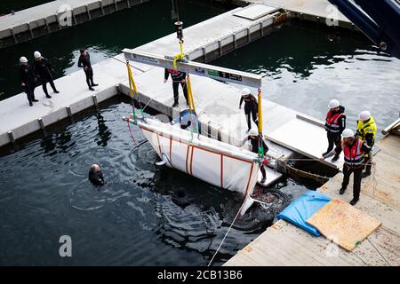 Il team del Sea Life Trust sposta il piccolo bianco delle balene di Beluga da un tugboat durante il trasferimento alla piscina per la cura della baia, dove saranno acclimatati all'ambiente naturale della loro nuova casa nel santuario di acqua aperta nella baia di Klettsvik in Islanda. Le due balene di Beluga, denominate Little Grey e Little White, sono state spostate nel primo santuario di balene all'aperto del mondo dopo essere state trasferite da un acquario in Cina a 6,000 miglia di distanza nel giugno 2019. Foto Stock