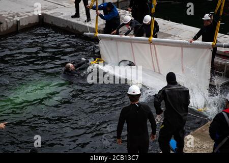 Il team Sea Life Trust sposta Beluga Whale Little Grey nella piscina per la cura della baia dove saranno acclimatati all'ambiente naturale della loro nuova casa presso il santuario all'aperto di Klettsvik Bay in Islanda. Le due balene di Beluga, denominate Little Grey e Little White, sono state spostate nel primo santuario di balene all'aperto del mondo dopo essere state trasferite da un acquario in Cina a 6,000 miglia di distanza nel giugno 2019. Foto Stock