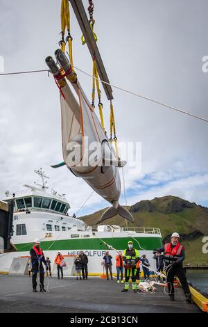 Il team Sea Life Trust sposta Beluga Whale Little Grey da un camion a un rimorchiatore durante il trasferimento alla piscina di cura bayside per l'acclimatazione all'ambiente naturale della loro nuova casa presso il santuario in mare aperto nella baia di Klettsvik in Islanda. Le due balene di Beluga, denominate Little Grey e Little White, sono state spostate nel primo santuario di balene all'aperto del mondo dopo essere state trasferite da un acquario in Cina a 6,000 miglia di distanza nel giugno 2019. Foto Stock