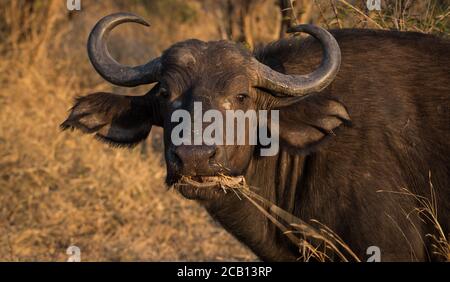 La mucca di bufalo femminile guardando avanti, mostrando corna arricciate e. grandi orecchie mentre si nutre sull'erba in bocca Foto Stock