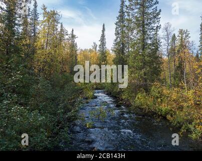 Torrente fluviale nel parco nazionale di Sarek in Svezia Lapponia con foresta di alberi di betulla e abete rosso. Primi colori autunnali, blu cielo bianco nuvole. Foto Stock