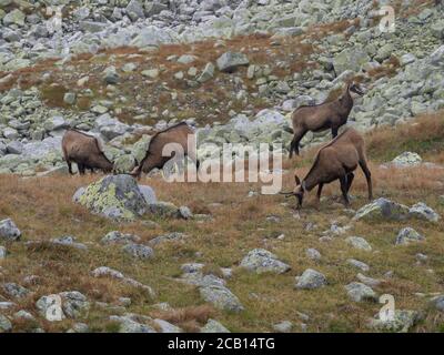 Group of chamoises grazing on autumn rocky meadow. The Tatra chamois, Rupicapra rupicapra tatrica , High tatras mountain, Slovakia. Foto Stock