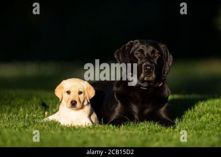 Un Black Labrador Retriever con un cucciolo di Yellow Lab una bella giornata estiva Foto Stock