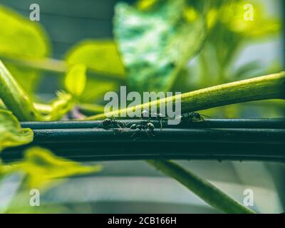 un gruppo di formiche che fanno una passeggiata con una macro obiettivo Foto Stock