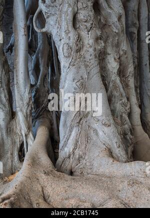 Particolare dell'albero gigante di Ficus (Ficus macrophylla) groviglio di radici e tronco naturale texture sfondo astratto Foto Stock