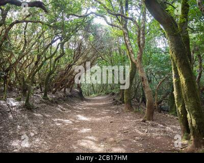 Sentiero stretto sul sentiero Sendero de los Sentidos del Sensi nel mistero primario Laurel foresta Laurisilva foresta pluviale con vecchio albero mussato verde e dentro Foto Stock