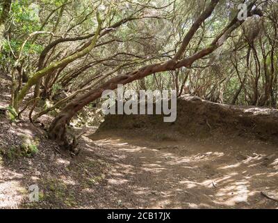 Sentiero stretto sul sentiero Sendero de los Sentidos del Sensi nel mistero primario Laurel foresta Laurisilva foresta pluviale con vecchio albero mussato verde e dentro Foto Stock