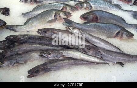 Primo piano pesce di mare freddo ghiacciato su ghiaccio Merluccius merluccius (Nasello europeo) e basso europeo (Dicentrarchus labrax) Foto Stock