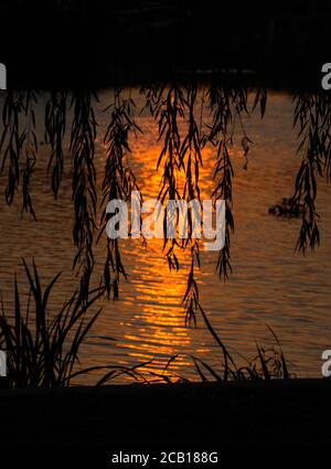 Tramonto sul fiume e foglie di boshwillow formando una tenda e luce che si riflette sulla superficie dell'acqua Foto Stock