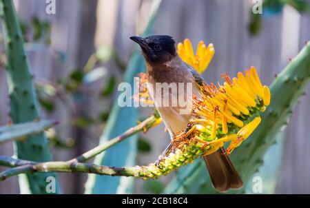 Bulbul dagli occhi neri seduto su un fiore di aloe Foto Stock