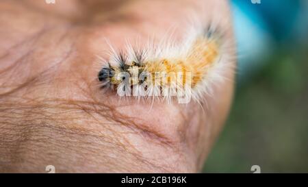 Parassitoide del bruco peloso del Bangladesh, Spilosoma Oblqua Walker parassitizzato da adulto di Protapantele Foto Stock