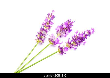 Lavanda (Lavandula angustifolia) Foto Stock