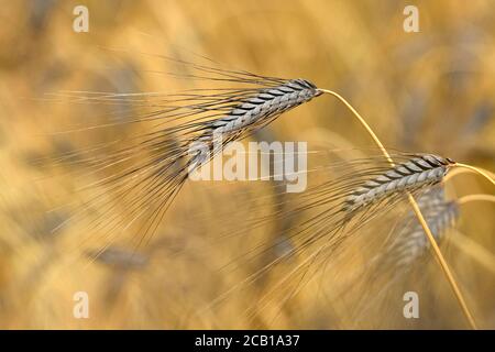 Orecchio di grano nero grano Emmer (Triticum dicoccum), anche , una delle più antiche specie di grano coltivato, orecchie nel campo del grano, Baden-Wuerttemberg Foto Stock