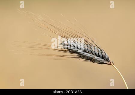 Orecchio di grano nero grano Emmer (Triticum dicoccum), anche , una delle più antiche specie di grano coltivato, orecchie nel campo del grano, Baden-Wuerttemberg Foto Stock