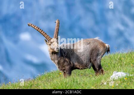 Stambecco (Capra ibex), il Parco Nazionale di Berchtesgaden Berchtesgaden, Baviera, Germania Foto Stock
