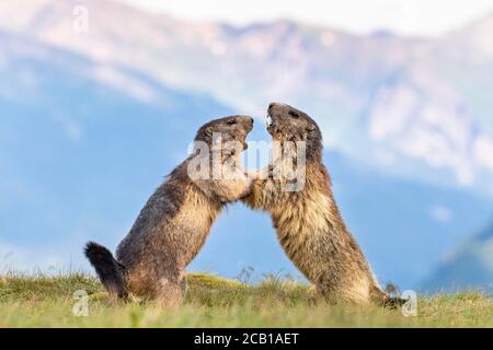Due marmotte (Marmota marmota), combattimenti, Parco Nazionale degli alti Tauri, Carinzia, Austria Foto Stock