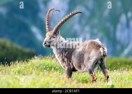 Stambecco (Capra ibex), il Parco Nazionale di Berchtesgaden Berchtesgaden, Baviera, Germania Foto Stock