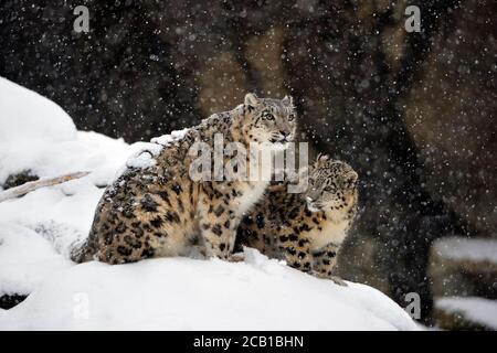 Leopardi da neve (Panthera uncia), in cattività, madre con giovane animale si siede su roccia nevosa durante la nevicata, evento Himalaya, Pamir, Hindukush, Altaj Foto Stock