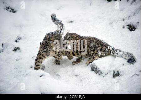 Leopardi da neve ragazzo (Panthera uncia), in cattività, giocando nella neve, evento Himalaya, Pamir, Hindukush, Altaj, Nepal, India, Tibet, Russia Foto Stock