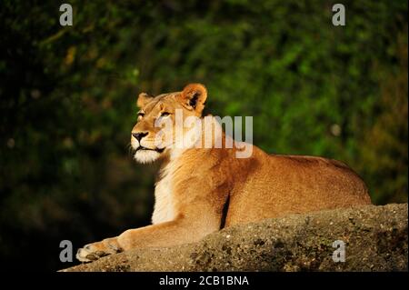 Leonessa (Panthera leo), giace sulla roccia, prigioniera Foto Stock