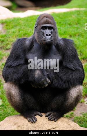 Western Lowland gorilla (Gorilla gorilla gorilla), maschio adulto, argentata, seduta annoiata su una roccia, cattività Foto Stock