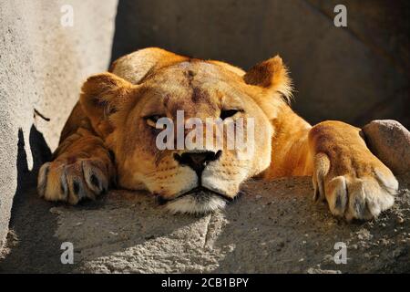 Lioness (Panthera leo), giace sulla roccia e sembra annoiata nella macchina fotografica, prigioniero Foto Stock