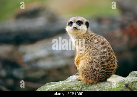 Meerkat (Suricata suricatta), animale adulto seduto su rocce, evento Africa meridionale, in cattività Foto Stock