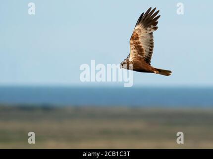 Un uomo Marsh Harrier (Circus aeruginosus) in volo sopra la palude costiera, Norfolk Foto Stock