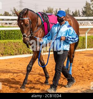 Corse di cavalli al King Khalid Racetrack 7/8/2020 Foto Stock