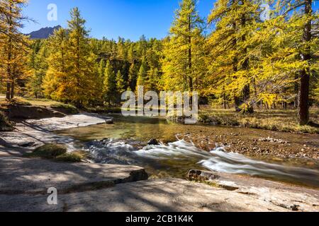 Fiume la Caree in autunno con larici dorati. Caree alta Valle, Nevache, Hautes-Alpes (05), Alpi, Francia Foto Stock