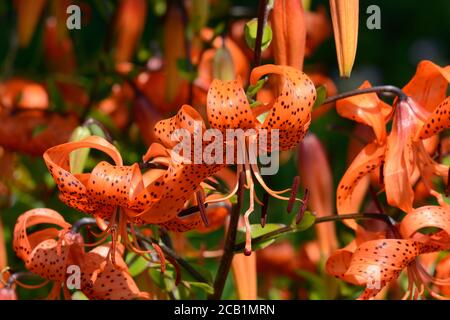 Lily Tigrinum Splendens Tiger Giglio arancio fiore con macchie nere Foto Stock