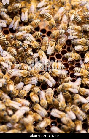 Le api si scaldano e si nutrono sul pettine all'interno dell'alveare Foto Stock