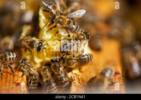 Le api si scaldano e si nutrono sul pettine all'interno dell'alveare Foto Stock