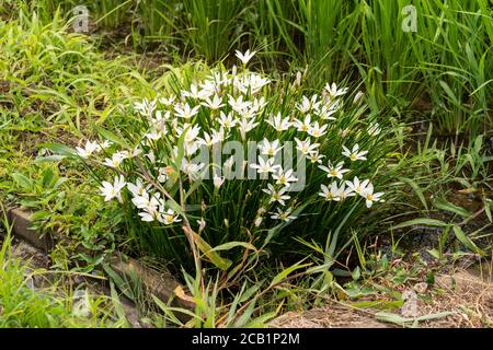 Zephyranthes candida, Isehara, Prefettura di Kanagawa, Giappone Foto Stock