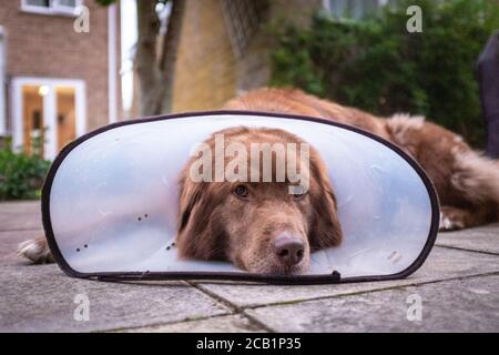 Cane animale domestico che guarda triste. Sdraiato in giù indossando il collare di cono Elizabethan di recupero Foto Stock