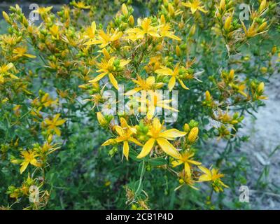 Hypericum perforatum, noto come erba di San Giovanni, comune o perforato erba di San Giovanni. Turco noto come ' kantaron'. Foto Stock